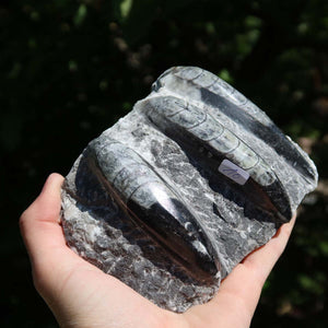Orthoceras Fossil – 19x13cm geschliffene Platte aus Marokko - Nr. 39