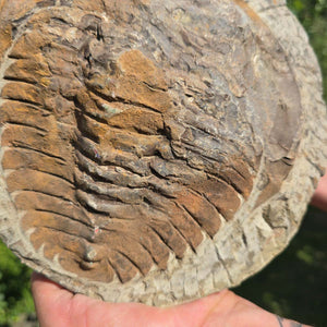 Echter Trilobit Fossil auf Matrix – Naturfund aus Marokko - handpräpariert - 23x22cm - Nr. 39