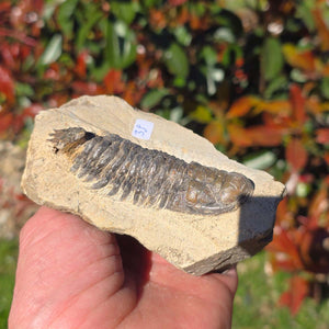 Echter Trilobit auf Muttergestein - Fossil aus Marokko – ca. 350 Mio. J., handpräpariert 11x8x5cm Nr. 39