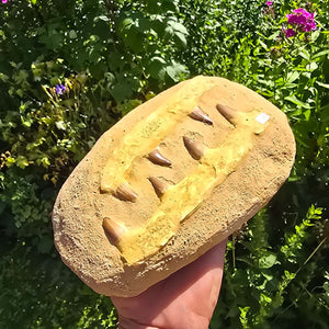 Mosasaurus Kiefer Prognathodon mit originalen Zähnen (Präpariert) – Fossil aus Marokko - 22x14cm - Nr. 39