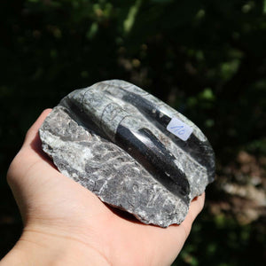 Orthoceras Fossil – 19x13cm geschliffene Platte aus Marokko - Nr. 39