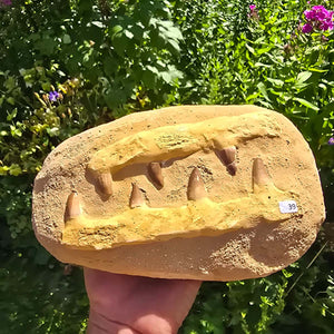 Mosasaurus Kiefer Prognathodon mit originalen Zähnen (Präpariert) – Fossil aus Marokko - 22x14cm - Nr. 39