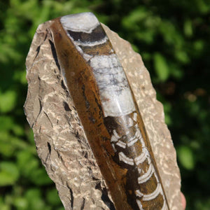 Orthoceras Fossil – 18x8cm geschliffene Platte aus Marokko - Nr. 3