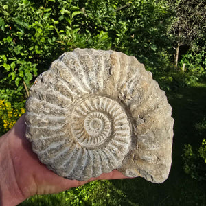 Ammonit - Echtes versteinertes Fossil - 100 Millionen Jahre alt - 15x12x8 cm - NR. 3