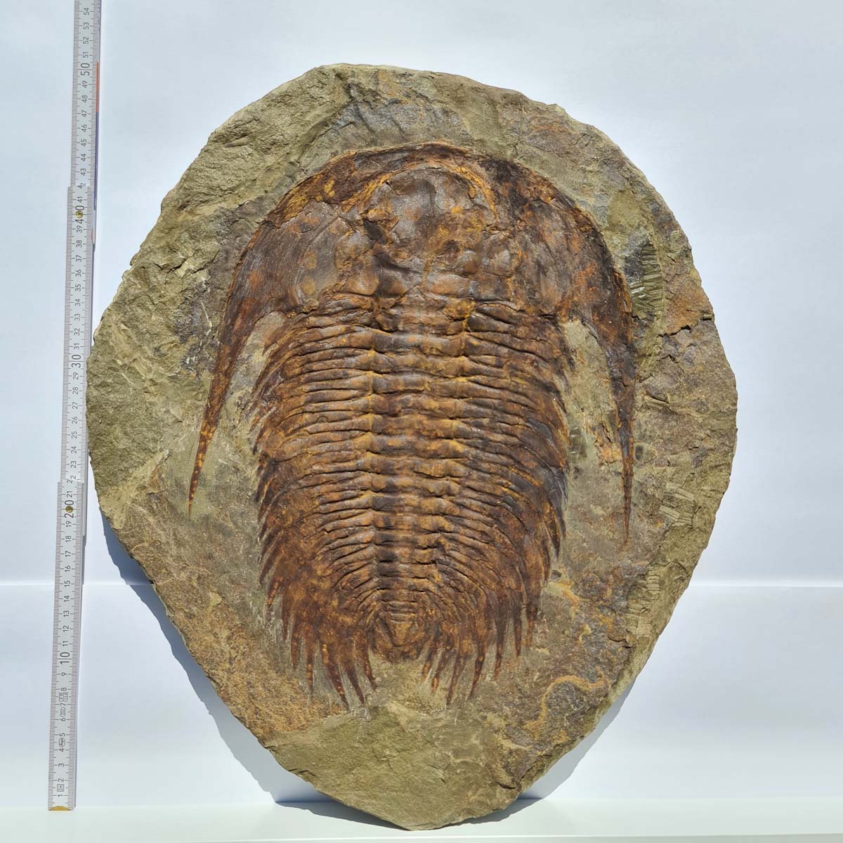 Echter Trilobit Fossil auf Matrix – Naturfund aus Marokko - handpräpariert - 50x43cm - Nr. 3