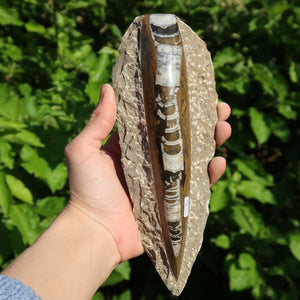 Orthoceras Fossil – 18x8cm geschliffene Platte aus Marokko - Nr. 3