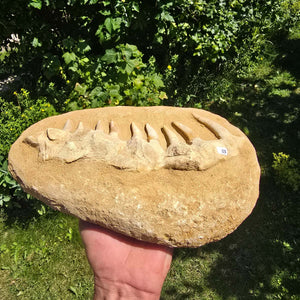 Mosasaurier Kiefer mit originalen Zähnen (Präpariert) – Fossil aus Marokko - 29x18cm - Nr. 3