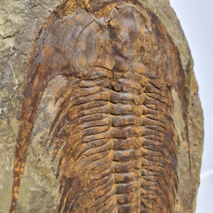Echter Trilobit Fossil auf Matrix – Naturfund aus Marokko - handpräpariert - 50x43cm - Nr. 3