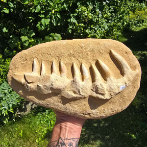 Mosasaurier Kiefer mit originalen Zähnen (Präpariert) – Fossil aus Marokko - 29x18cm - Nr. 3