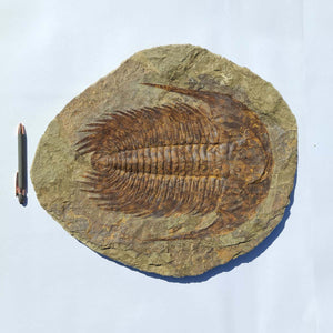 Echter Trilobit Fossil auf Matrix – Naturfund aus Marokko - handpräpariert - 50x43cm - Nr. 3