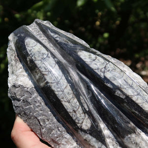 Orthoceras Fossil – 20x10cm geschliffene Platte aus Marokko - Nr. 40