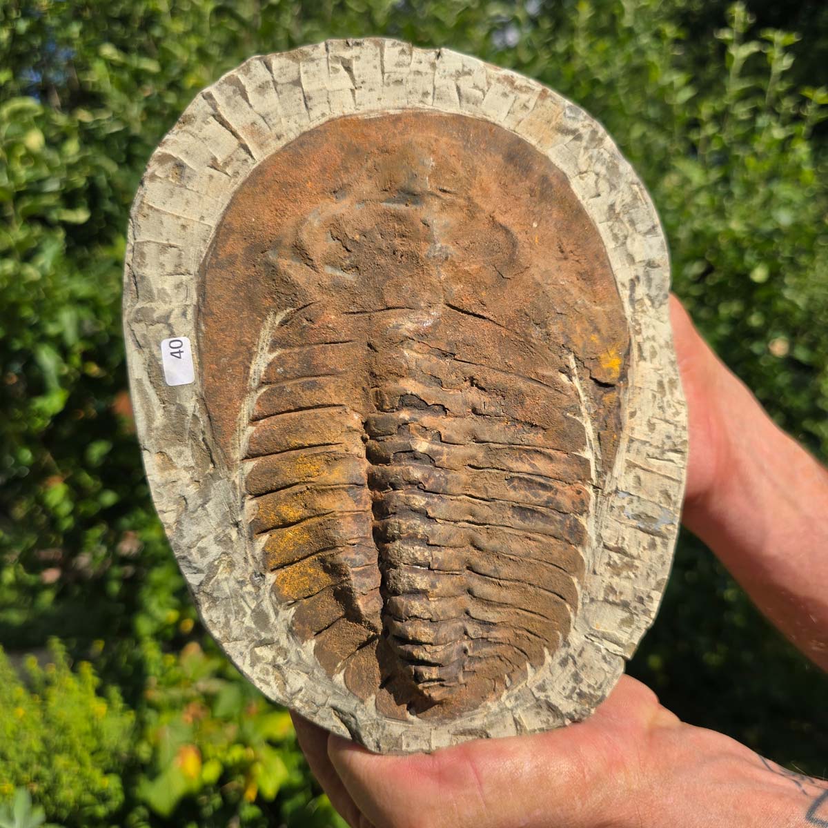 Echter Trilobit Fossil auf Matrix – Naturfund aus Marokko - handpräpariert - 22x17cm - Nr. 40
