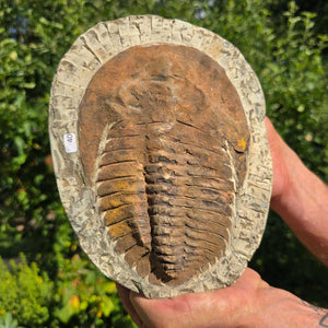Echter Trilobit Fossil auf Matrix – Naturfund aus Marokko - handpräpariert - 22x17cm - Nr. 40