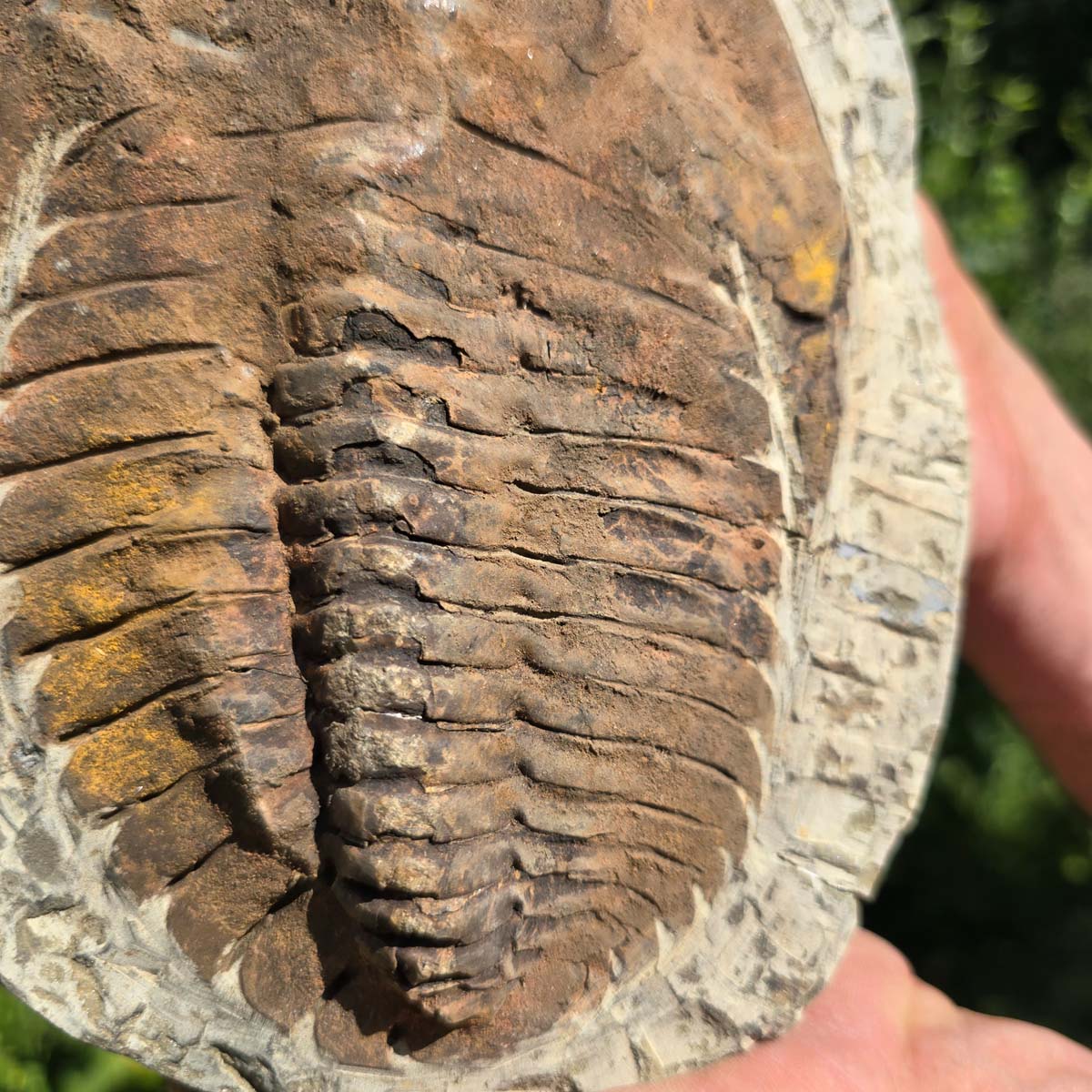 Echter Trilobit Fossil auf Matrix – Naturfund aus Marokko - handpräpariert - 22x17cm - Nr. 40