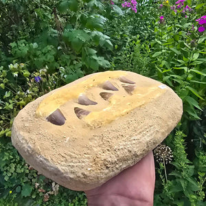 Mosasaurus Kiefer Prognathodon mit originalen Zähnen (Präpariert) – Fossil aus Marokko - 26x17cm - Nr. 40