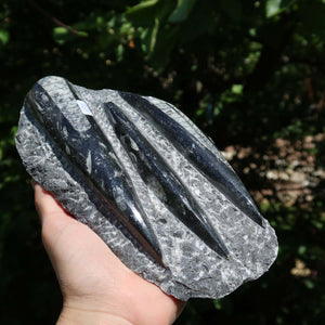 Orthoceras Fossil – 19x10cm geschliffene Platte aus Marokko - Nr. 41