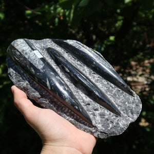 Orthoceras Fossil – 19x10cm geschliffene Platte aus Marokko - Nr. 41