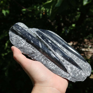 Orthoceras Fossil – 19x10cm geschliffene Platte aus Marokko - Nr. 41