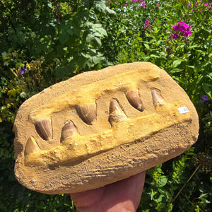 Mosasaurus Kiefer Prognathodon mit originalen Zähnen (Präpariert) – Fossil aus Marokko - 24x16cm - Nr. 41