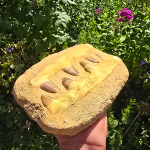 Mosasaurus Kiefer Prognathodon mit originalen Zähnen (Präpariert) – Fossil aus Marokko - 24x16cm - Nr. 41