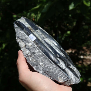 Orthoceras Fossil – 17x9cm geschliffene Platte aus Marokko - Nr. 42
