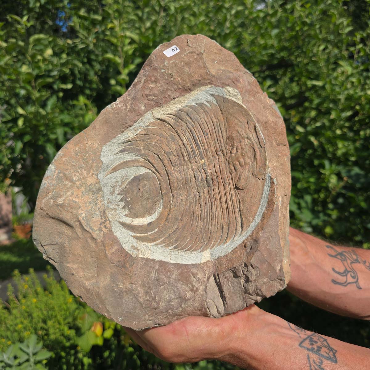 Echter Trilobit Fossil auf Matrix – Naturfund aus Marokko - handpräpariert - 25x23cm - Nr. 42