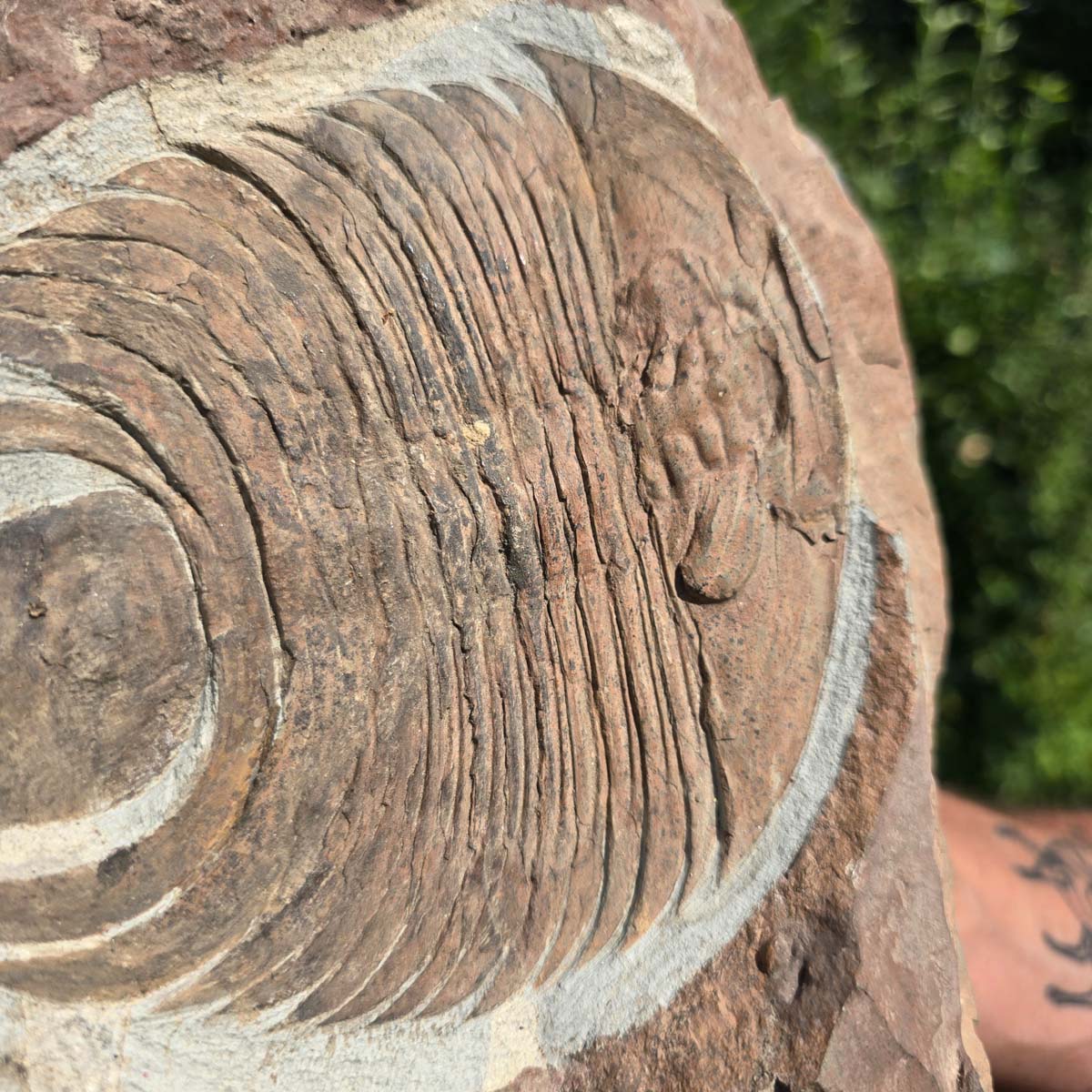Echter Trilobit Fossil auf Matrix – Naturfund aus Marokko - handpräpariert - 25x23cm - Nr. 42
