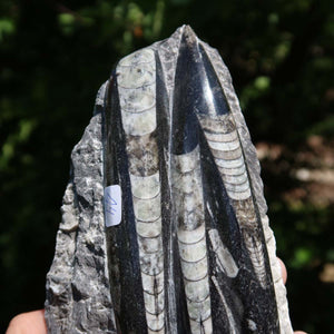 Orthoceras Fossil – 17x9cm geschliffene Platte aus Marokko - Nr. 42