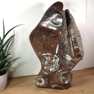 Sculpture en fossiles d'Orthoceras et d'Ammonites – 54x38cm 22kg de l'ère préhistorique n°42