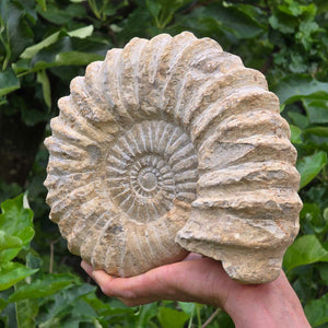 Ammonit - Echtes versteinertes Fossil - 100 Millionen Jahre alt - 24x20x8 cm - NR. 42