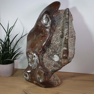 Sculpture en fossiles d'Orthoceras et d'Ammonites – 54x38cm 22kg de l'ère préhistorique n°42