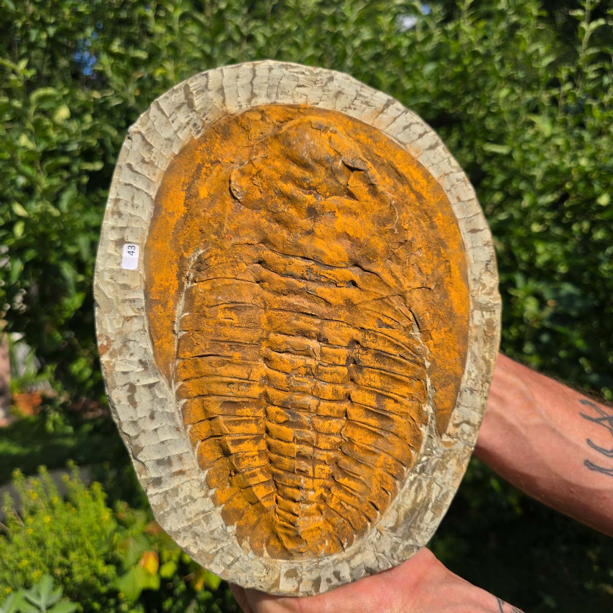 Echter Trilobit Fossil auf Matrix – Naturfund aus Marokko - handpräpariert - 28x28cm - Nr. 43