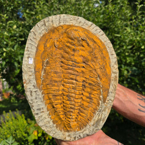 Echter Trilobit Fossil auf Matrix – Naturfund aus Marokko - handpräpariert - 28x28cm - Nr. 43