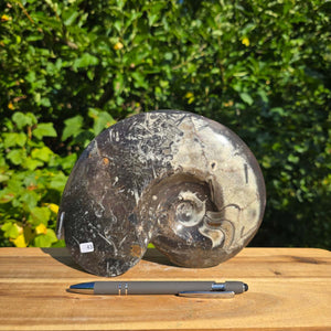 Ammonit - Echtes versteinertes Fossil - 100 Millionen Jahre alt - 21x17 cm - NR. 71