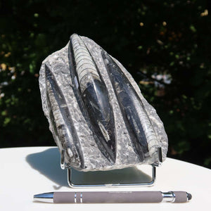 Orthoceras Fossil – 18x12cm geschliffene Platte aus Marokko - Nr. 43
