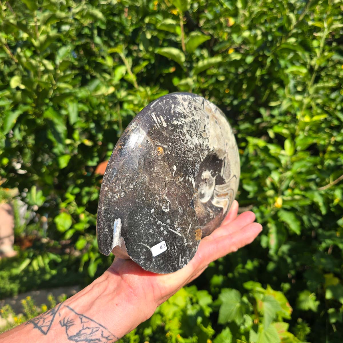 Ammonit - Echtes versteinertes Fossil - 100 Millionen Jahre alt - 21x17 cm - NR. 71