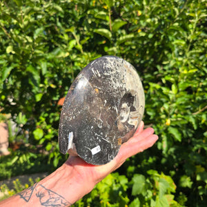 Ammonit - Echtes versteinertes Fossil - 100 Millionen Jahre alt - 21x17 cm - NR. 71