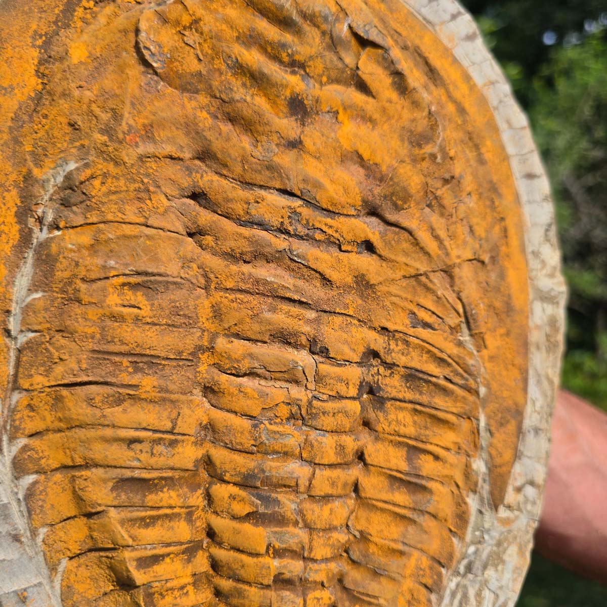 Echter Trilobit Fossil auf Matrix – Naturfund aus Marokko - handpräpariert - 28x28cm - Nr. 43