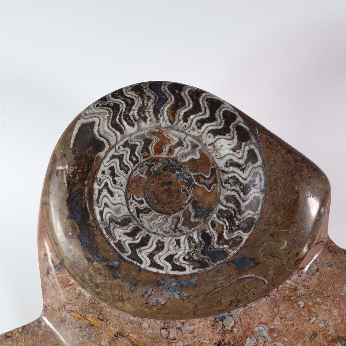 Skulptur aus Orthoceras & Ammoniten-Fossilien – 60x42cm 13kg - aus der Urzeit Nr.43 auf Holztisch mit Pflanze