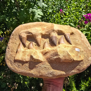 Mosasaurus Kiefer Prognathodon mit originalen Zähnen (Präpariert) – Fossil aus Marokko - 28x21cm - Nr. 43