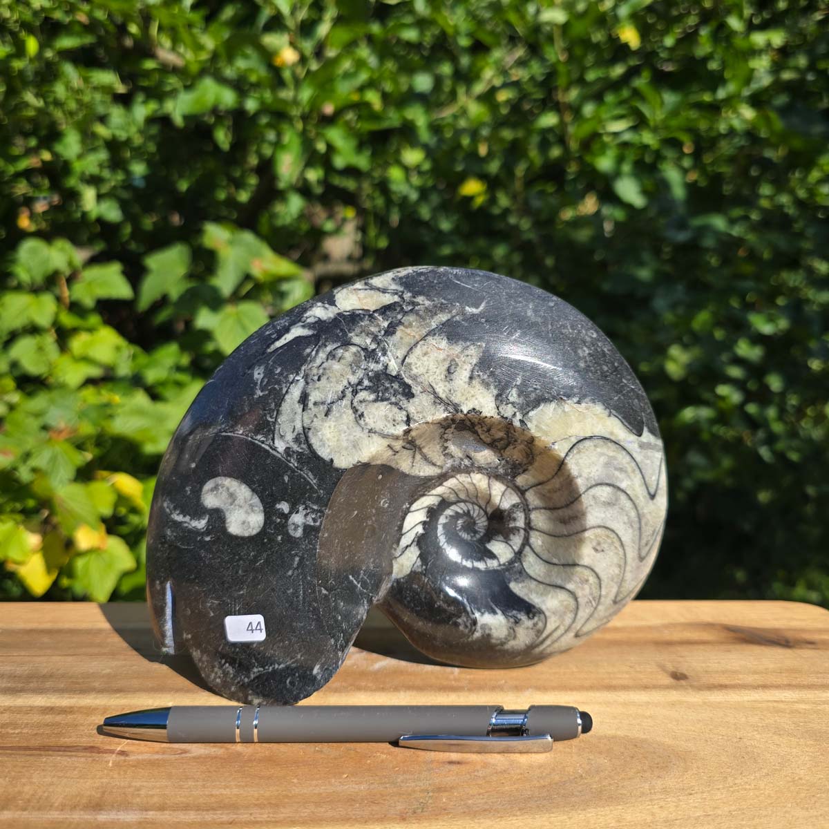 Ammonit - Echtes versteinertes Fossil - 100 Millionen Jahre alt - 19x15 cm - NR. 72