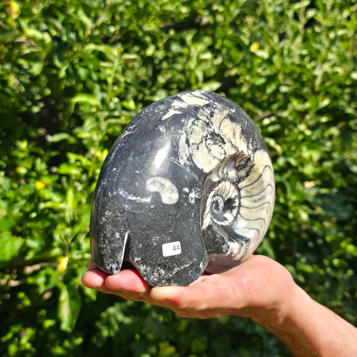 Ammonit - Echtes versteinertes Fossil - 100 Millionen Jahre alt - 19x15 cm - NR. 72