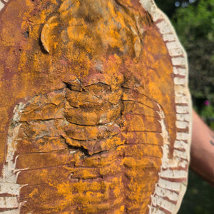 Echter Trilobit Fossil auf Matrix – Naturfund aus Marokko - handpräpariert - 31x22cm - Nr. 44