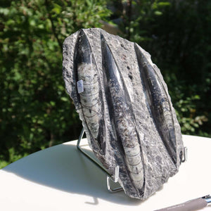 Orthoceras Fossil – 20x12cm geschliffene Platte aus Marokko - Nr. 44