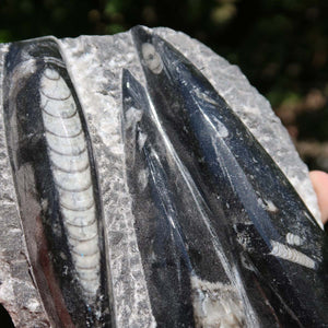 Orthoceras Fossil – 17x10cm geschliffene Platte aus Marokko - Nr. 45