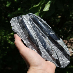 Orthoceras Fossil – 17x10cm geschliffene Platte aus Marokko - Nr. 45