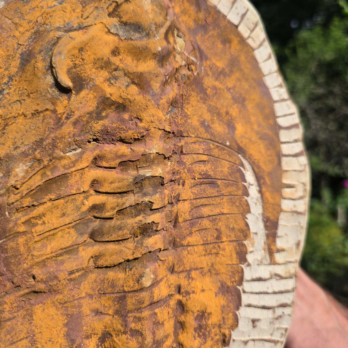 Echter Trilobit Fossil auf Matrix – Naturfund aus Marokko - handpräpariert - 29x22cm - Nr. 45