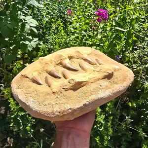 Mosasaurus Kiefer Prognathodon mit originalen Zähnen (Präpariert) – Fossil aus Marokko - 28x20cm - Nr. 45