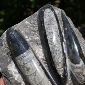 Orthoceras Fossil – 12x12cm geschliffene Platte aus Marokko - Nr. 46