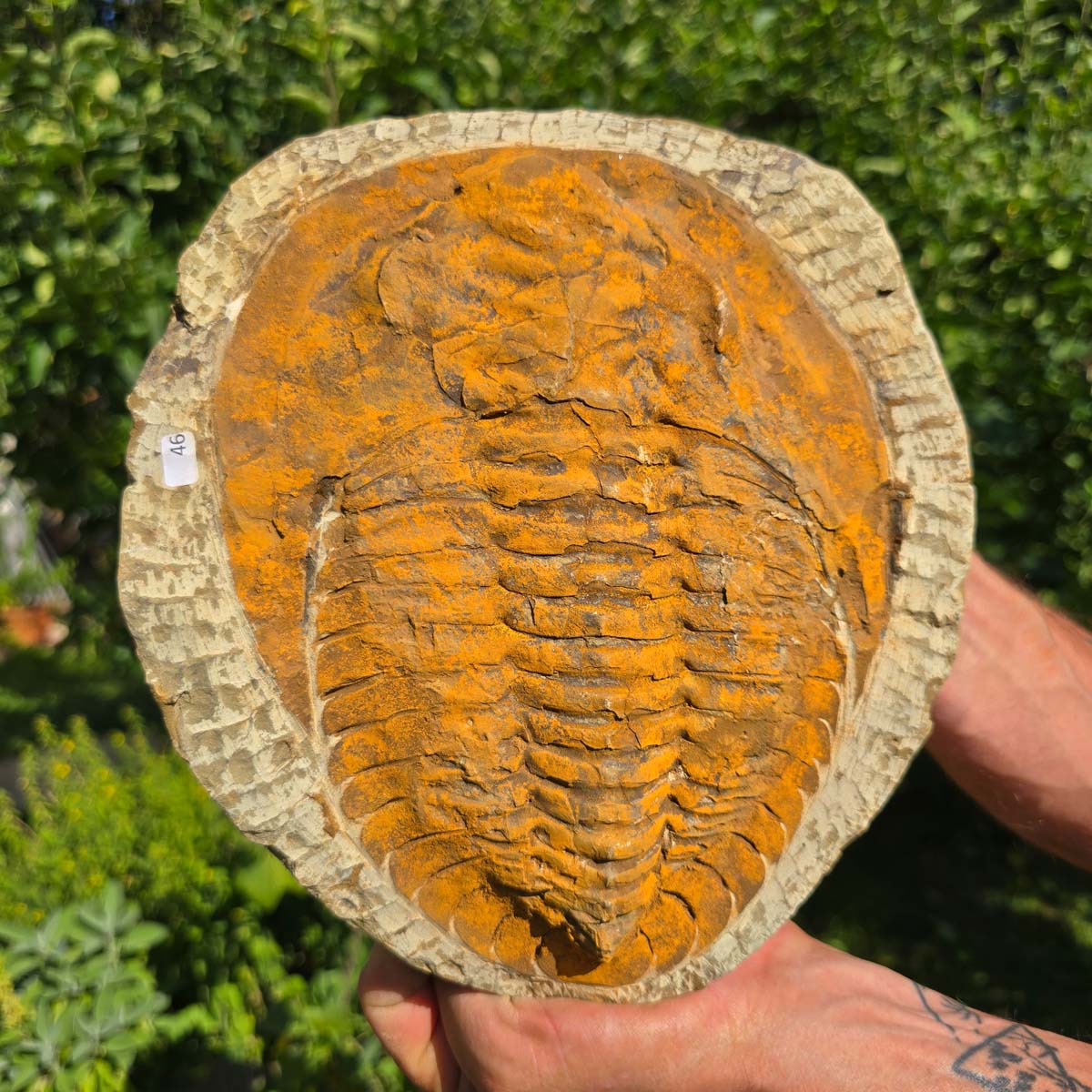 Echter Trilobit Fossil auf Matrix – Naturfund aus Marokko - handpräpariert - 24x22cm - Nr. 46
